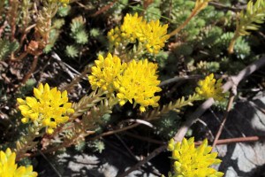 sedum montanum, (2) (1200 x 800).jpg